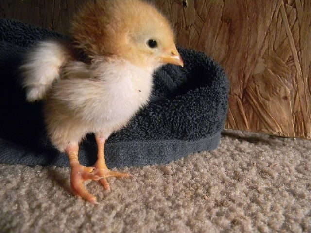600x450px-LL-f839154c_splayedleg001.jpeg