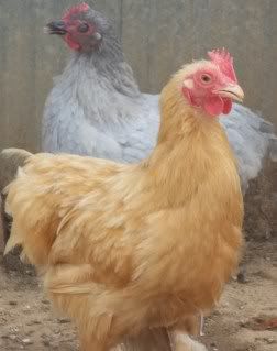 EasterBDChicks138.jpg