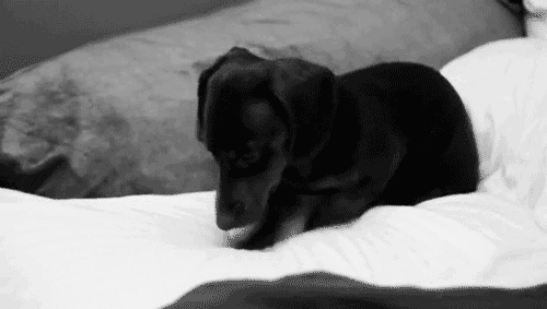 tumblr_lxzyytAp641qmkehko1_500.gif