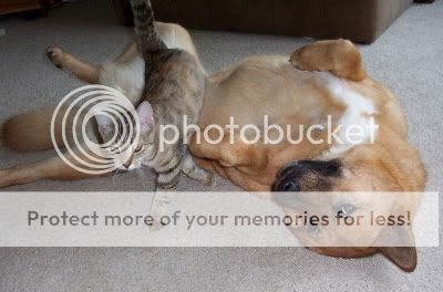 ferocious_dog.jpg