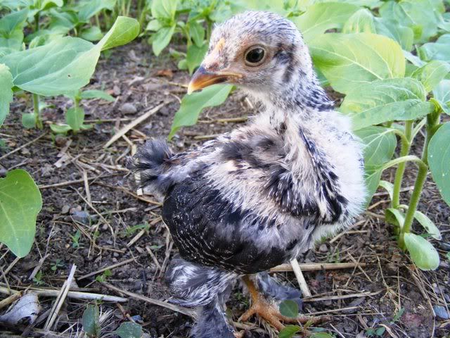 Bantams013.jpg