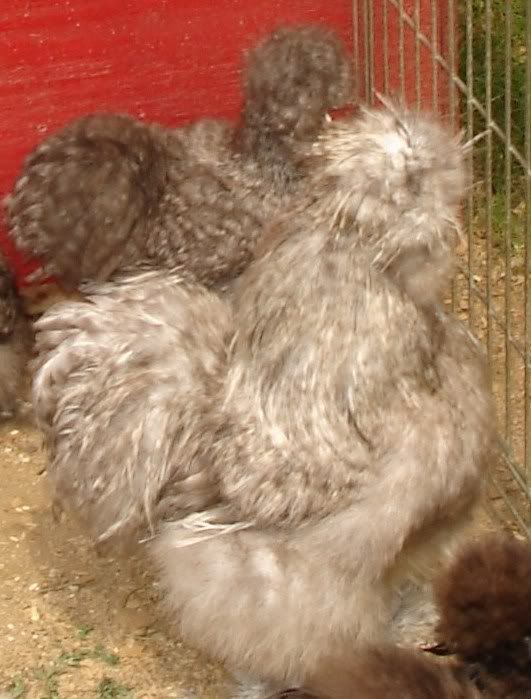 newchickpics059.jpg