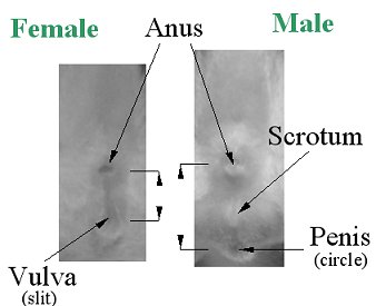 gender.jpg
