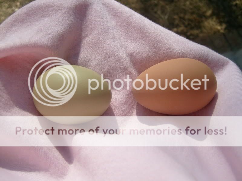 greenegg.jpg