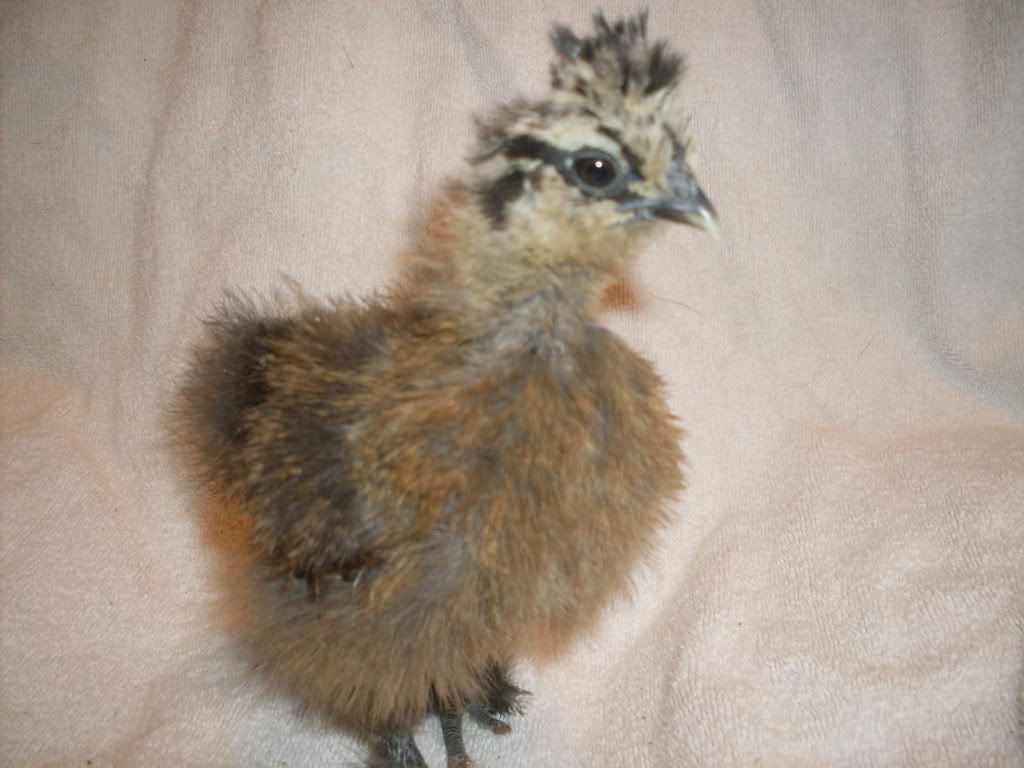 chicks1011.jpg