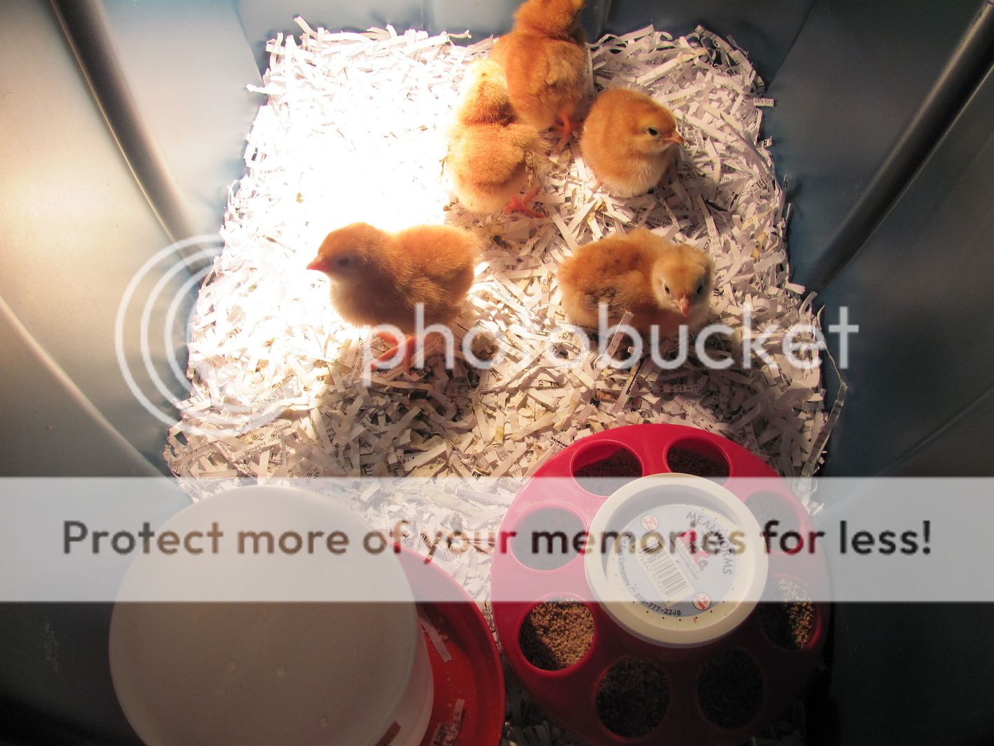 RIRchicks030.jpg