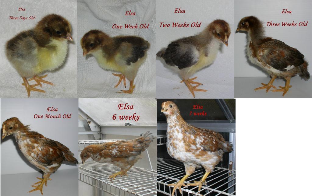 900x900px-LL-962ddbf3_105574_elsa_one_month_progression.jpeg