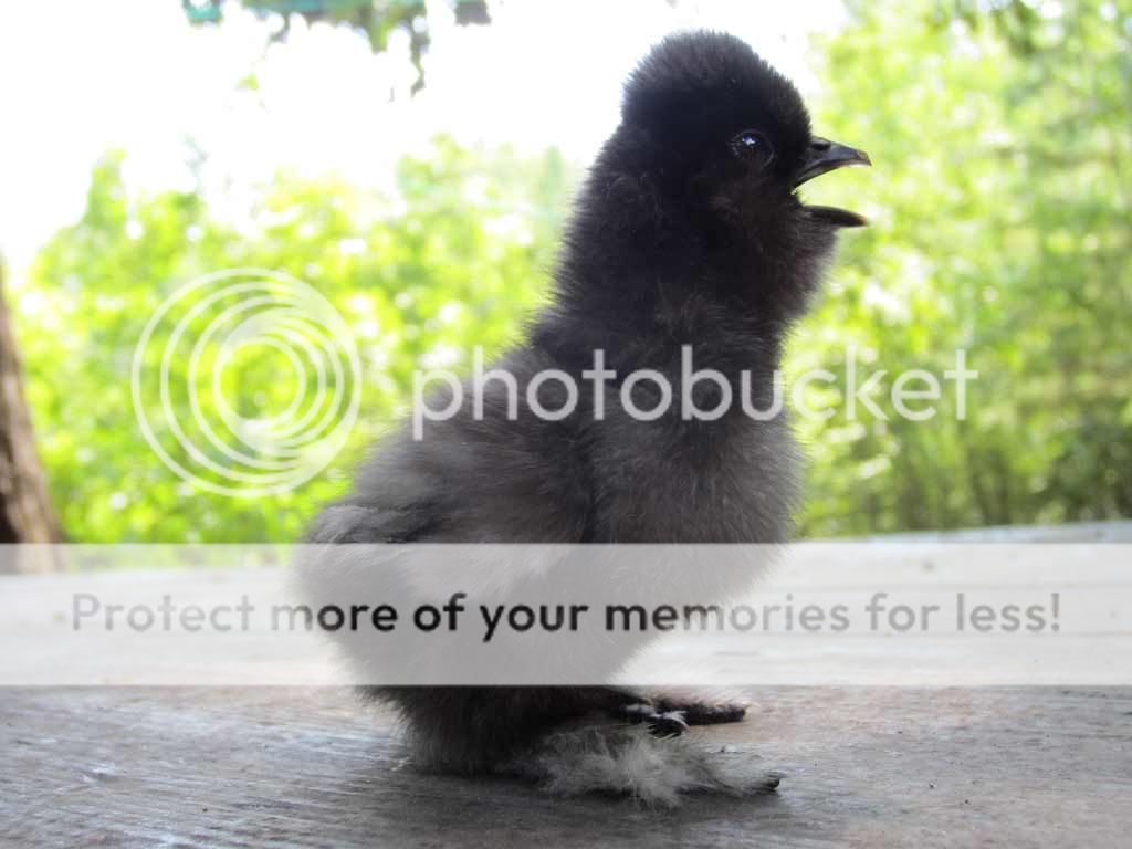 MRBlk.jpg