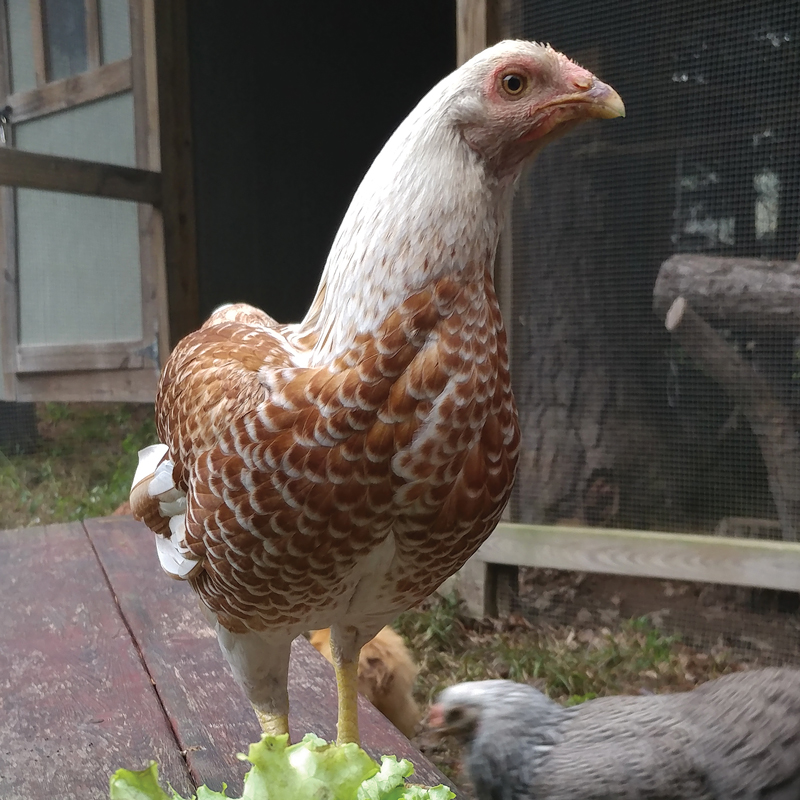 McMurray Hatchery While Laced Red Cornish