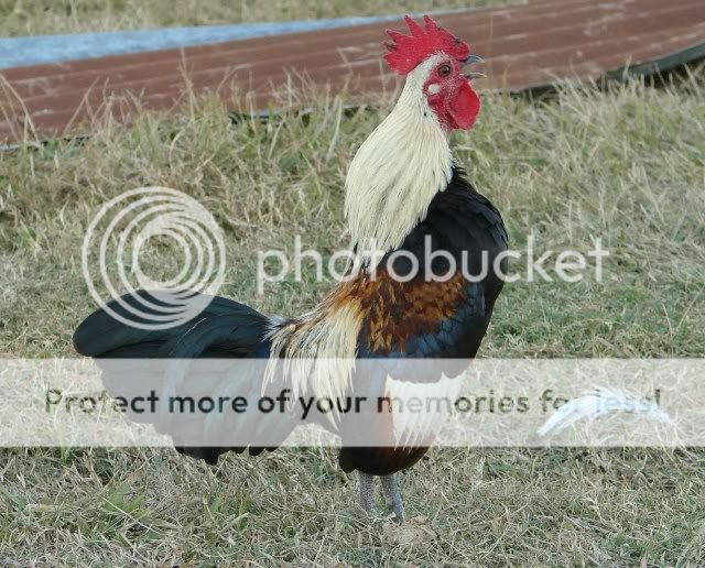 Chickensnov08061.jpg