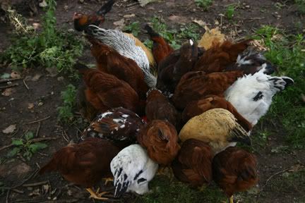 ChickenHuddle.jpg