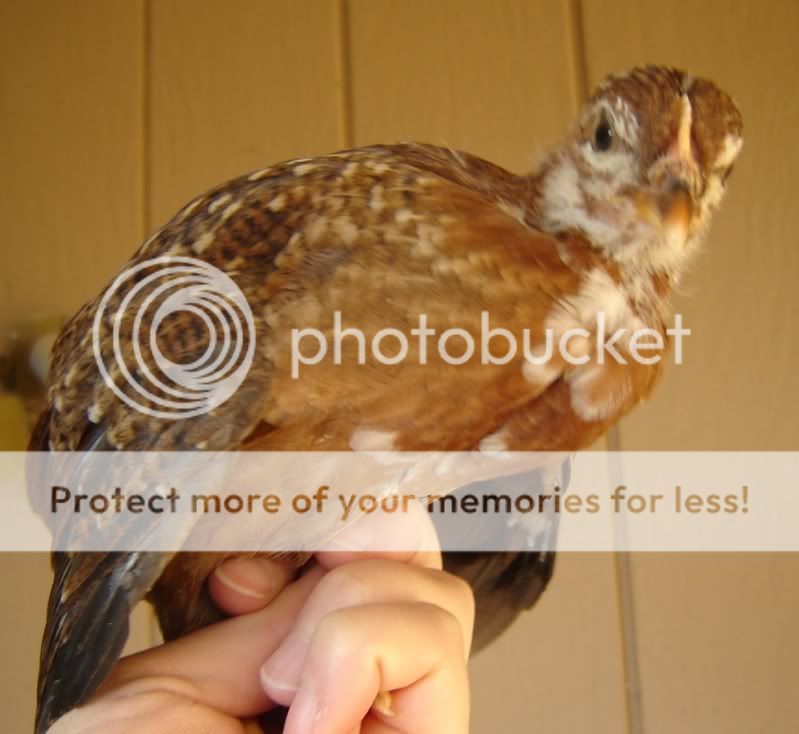 alohathanksgivingchicksonemonth033.jpg