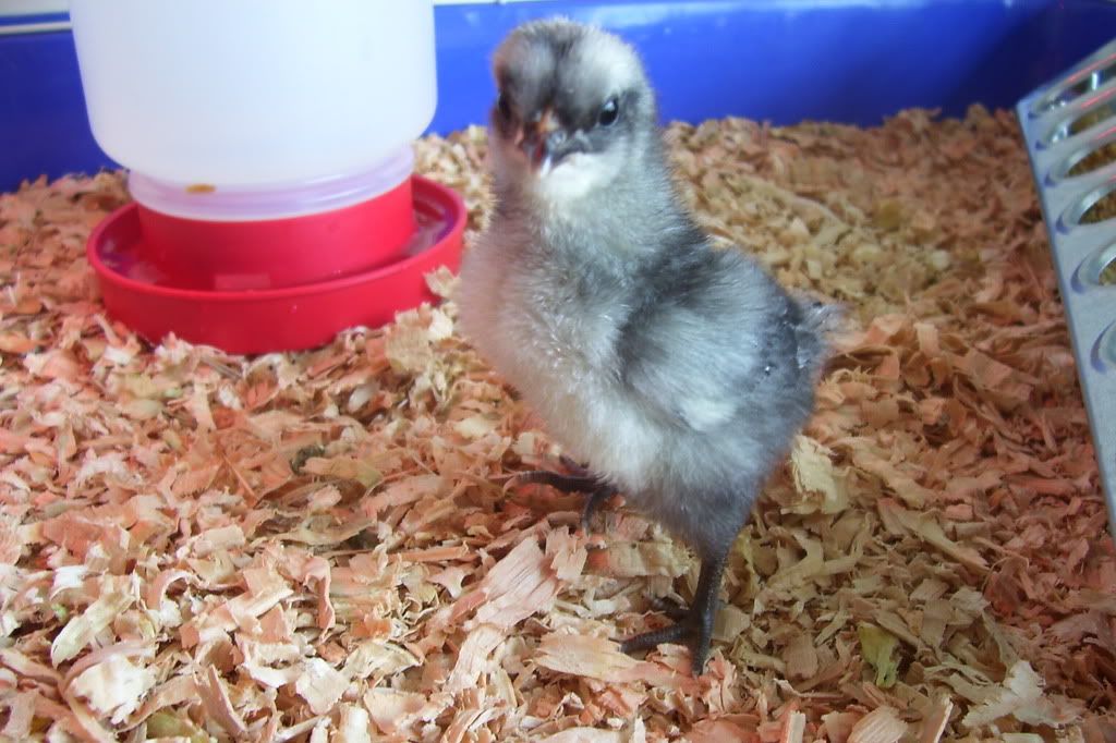 chick2.jpg
