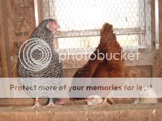 Chickiepics12-08006.jpg