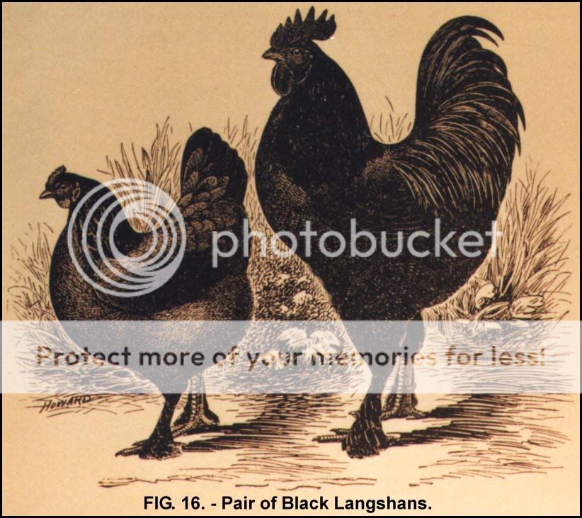 langshancomb.jpg