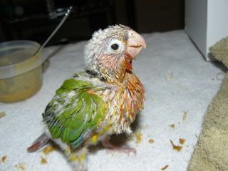 Birdie021.jpg