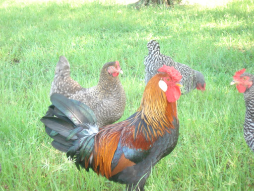 rooster.jpg