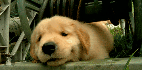 tumblr_mfgguof43P1s1p6kao1_500.gif