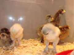 cochins.jpg