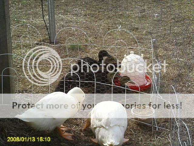 PICT0344.jpg