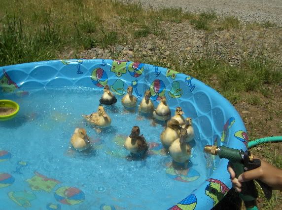 Ducklings12.jpg