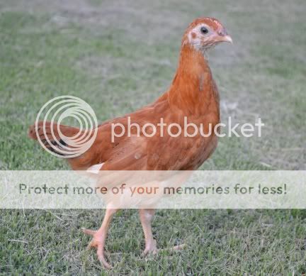 redpullet2.jpg
