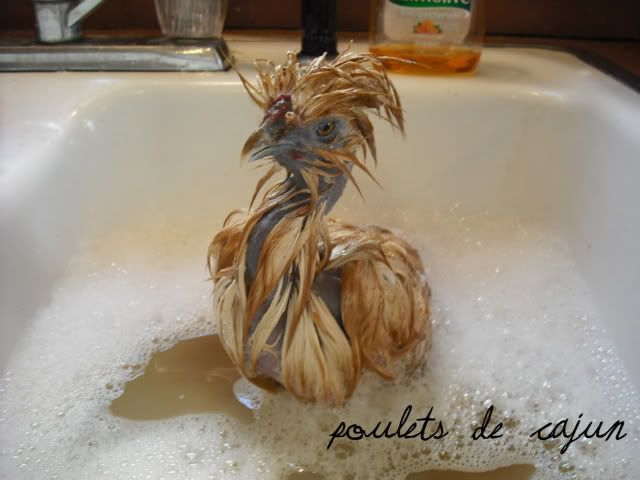 DSCF0009.jpg