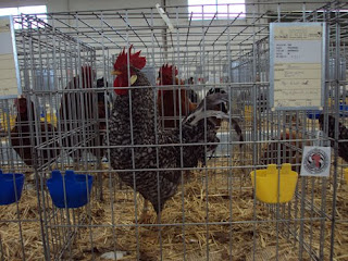 gallo+pedres.jpg