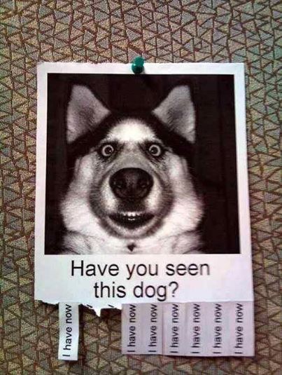 dog1.jpg