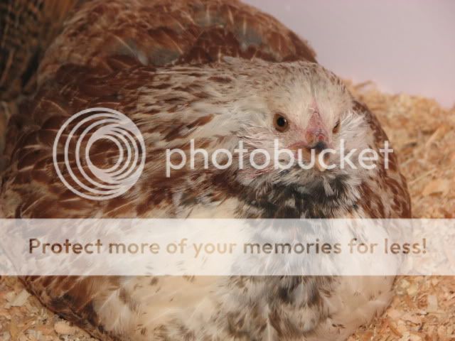 chickens016.jpg
