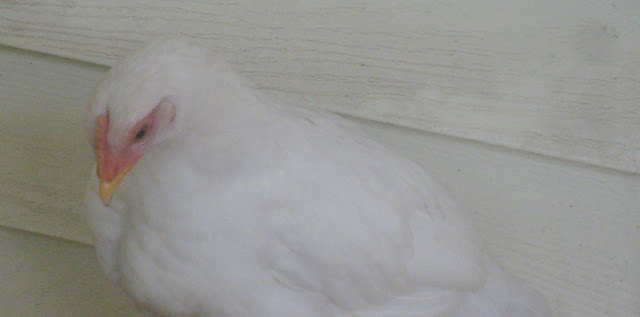 S6306834.JPG