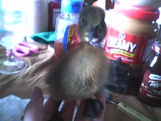 SilverDuckling2.jpg
