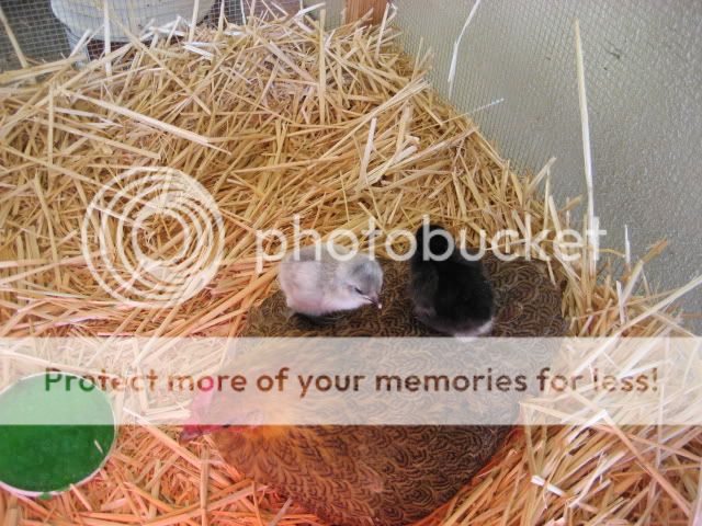 babies2009006.jpg