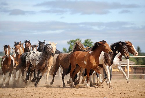Horse24.jpg