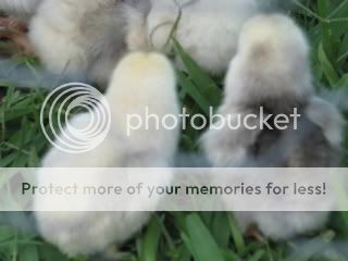WhiteCochinBantamChicks.jpg