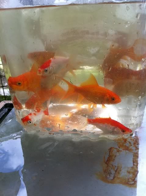 photo52.jpg