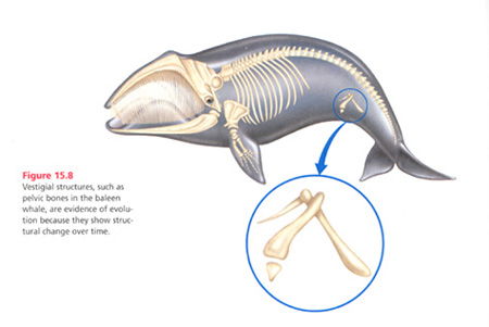 whale-vestigial-structure.jpg