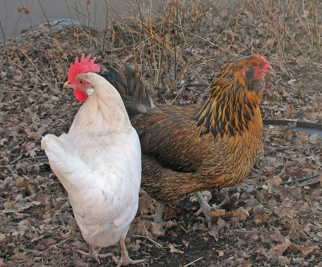AraucanaWithLeghorn.jpg