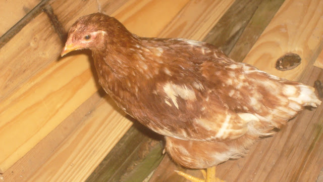 S6306806.JPG