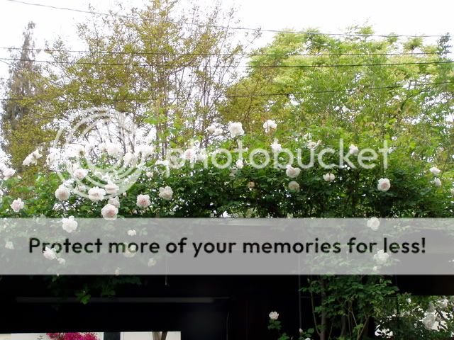 FruitTreesRoses003.jpg