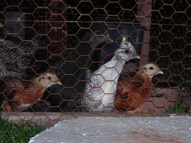 DSCN0634.jpg