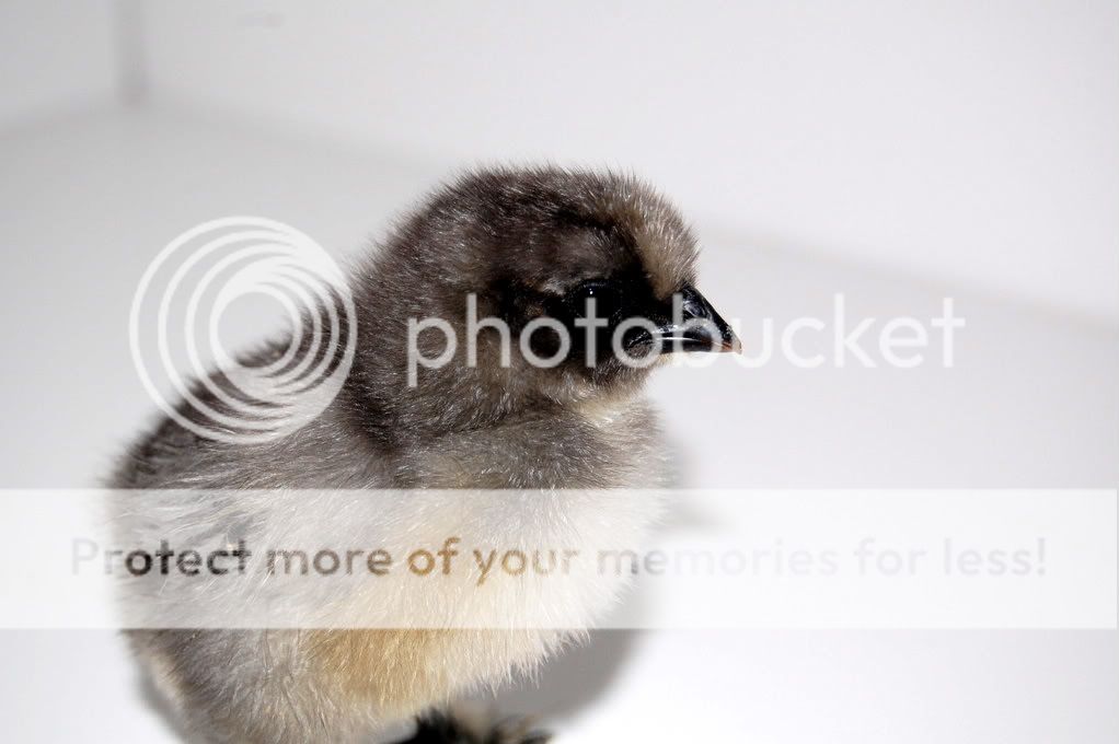 AdrianasChick-Day51-1.jpg