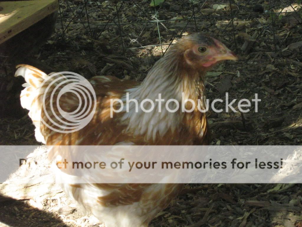 ChickensJuly25th2010042.jpg