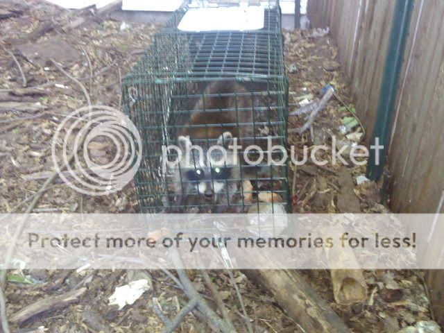 coon.jpg