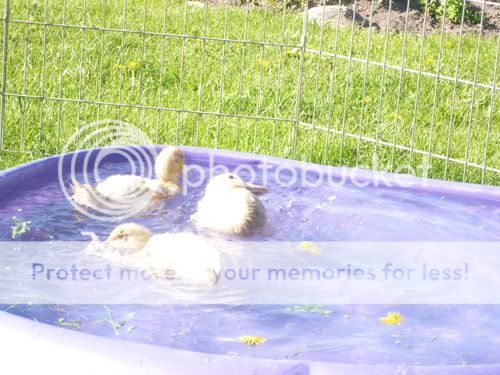 ducks2.jpg