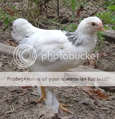 whitechickie.jpg