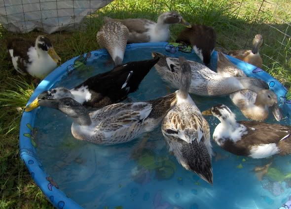 pool4.jpg