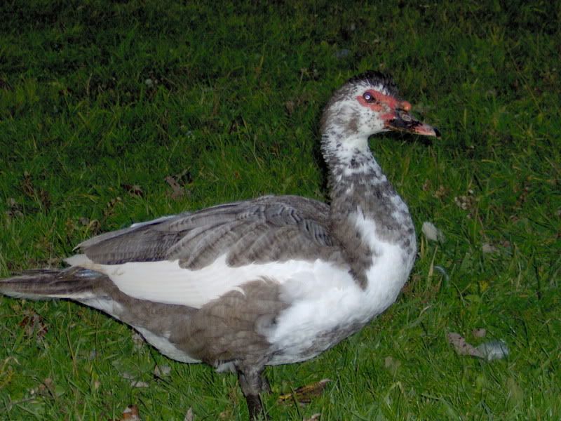 HPIM0556.jpg