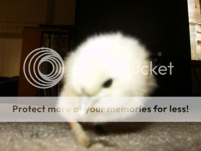 HPIM0225.jpg