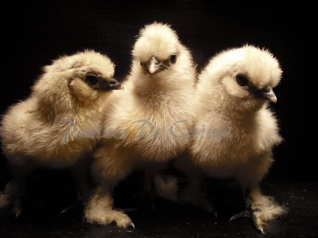 triplets2.jpg